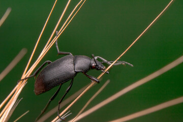 Close up  beautiful  insect in the garden

