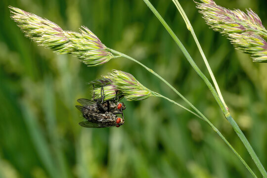 Two fat blowflies mating on a blade of grass against a green background