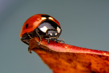 Beautiful ladybug on leaf defocused background