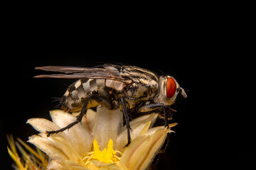 Macro shots, Beautiful nature scene. Closeup beautiful Housefly sitting on the flower in a summer garden.