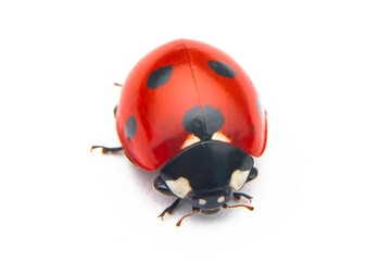 Beautiful ladybug on leaf defocused background