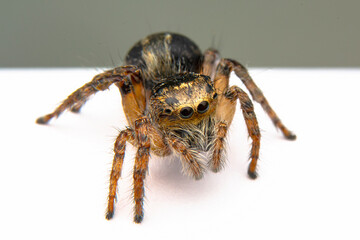 Fototapeta premium Close up beautiful jumping spider 