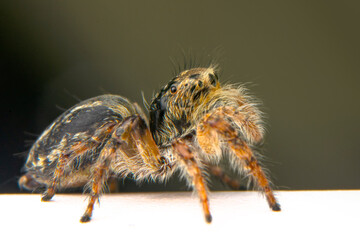 Close up  beautiful jumping spider  