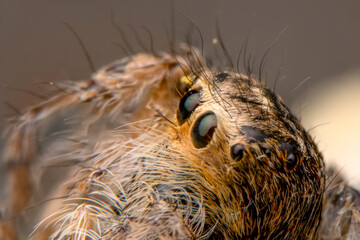 Close up  beautiful jumping spider  