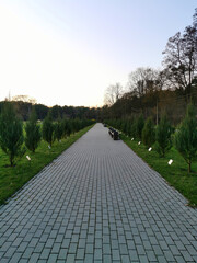 Thuja ornamental plants near the path in the park in the evening.