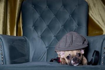 A dog breed bulldog in the image of a detective lies wearing a cap in a cozy armchair in the living room next to a magnifying glass.