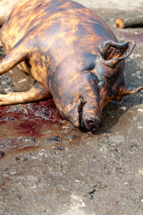 christimas traditional pig sacrifice custom in romania