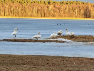 birds at sunset at lake