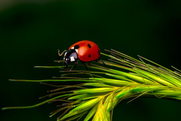 Beautiful ladybug on leaf defocused background