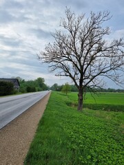 Fototapeta na wymiar lonely tree near the road