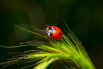 Beautiful ladybug on leaf defocused background