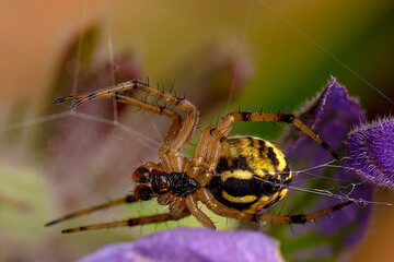 Beautiful spider on a spider web 