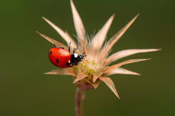 Beautiful ladybug on leaf defocused background