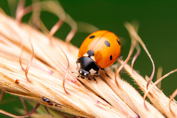 Beautiful ladybug on leaf defocused background
