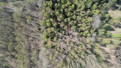 Nature, silent, landscape, water, tree, forest