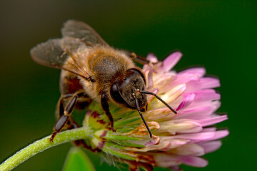 Close Up  beautiful  Bee macro in green nature 