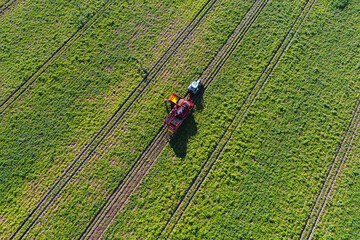 Aerial view of a truck and farm workers while harvesting potatoes from a field. Agriculture industry.