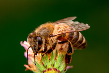 Close Up  beautiful  Bee macro in green nature 