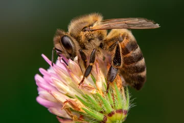 Poster Im Rahmen Close Up  beautiful  Bee macro in green nature  © blackdiamond67