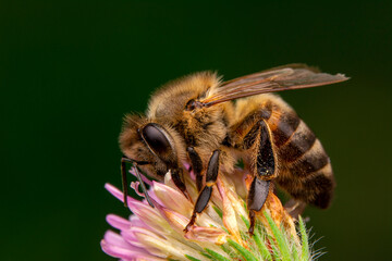Close Up  beautiful  Bee macro in green nature 