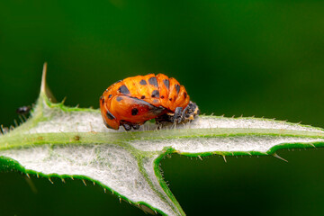 Beautiful ladybug on leaf defocused background