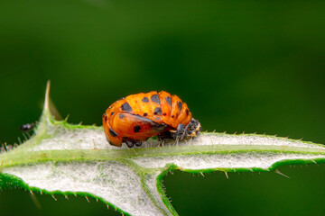 Beautiful ladybug on leaf defocused background