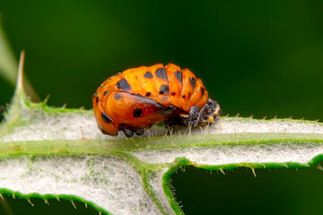 Beautiful ladybug on leaf defocused background