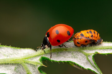 Beautiful ladybug on leaf defocused background