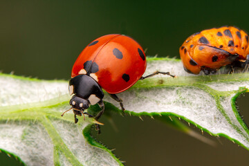 Beautiful ladybug on leaf defocused background