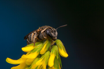 Close Up  beautiful  Bee macro in green nature 