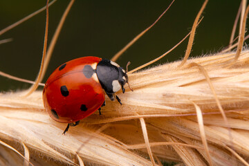 Beautiful ladybug on leaf defocused background