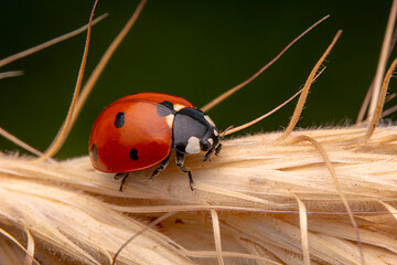 Beautiful ladybug on leaf defocused background