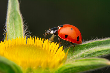Beautiful ladybug on leaf defocused background