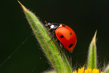 Beautiful ladybug on leaf defocused background