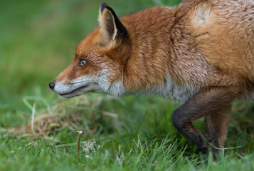 A Close-up of a Red Fox (Vulpes vulpes) Stalking prey on a Grassy field.