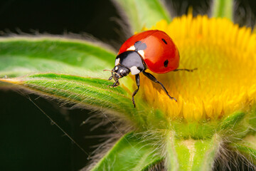 Beautiful ladybug on leaf defocused background