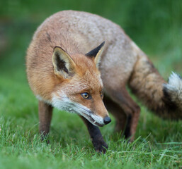 Red Fox (Vulpes vuples) Searching for Food in a Lawn