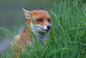 Red Fox (Vulpes vuples) Hiding in Long Grass