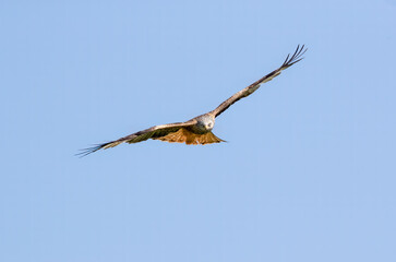 Red Kite (Milvus milvus) Soaring