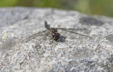 Black Darter Dragonfly (Sympetrum danae) Basking on a Rock in the Abernethy Forest in Scotland