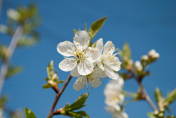 Obraz premium Spring blooming - cherry blossoms on a blue sky background