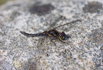 Black Darter Dragonfly (Sympetrum danae) Basking on a Rock in the Abernethy Forest in Scotland