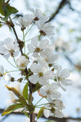 Flowering cherry trees close up. Spring blooming. Natural background