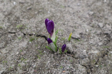 purple crocus flower