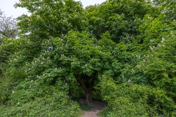Fototapeta na wymiar Guardian of the Wood. An Ancient Horse Chestnut Tree (Aesculus hippocastanum) at the Entrance to a Wood.