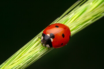 Beautiful ladybug on leaf defocused background