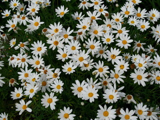 上から見た白い花マーガレット
