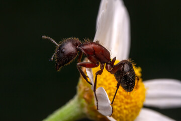 Beautiful Strong jaws of red ant close-up
