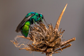 Macro shots, Beautiful nature scene. Closeup beautiful Housefly sitting on the flower in a summer garden.