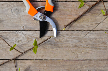 Gardening tools, pruning shears and cut branches of young currants lie on a wooden background.